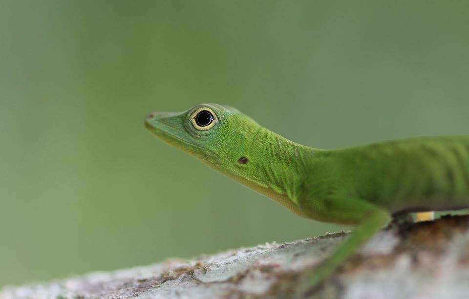 Image of Boulenger's Green Anole