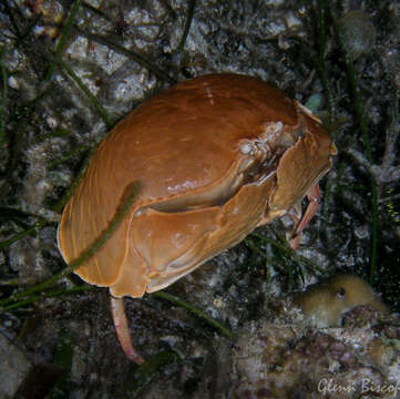 Image of giant box crab