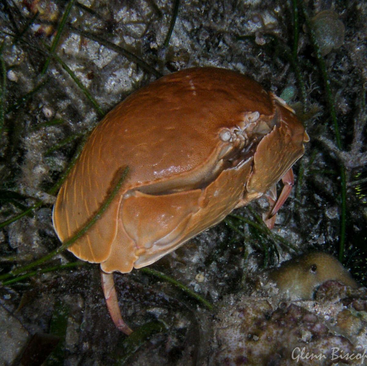 Image of giant box crab