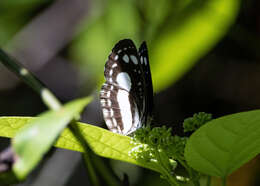 Image of Pantoporia venilia Linnaeus 1758