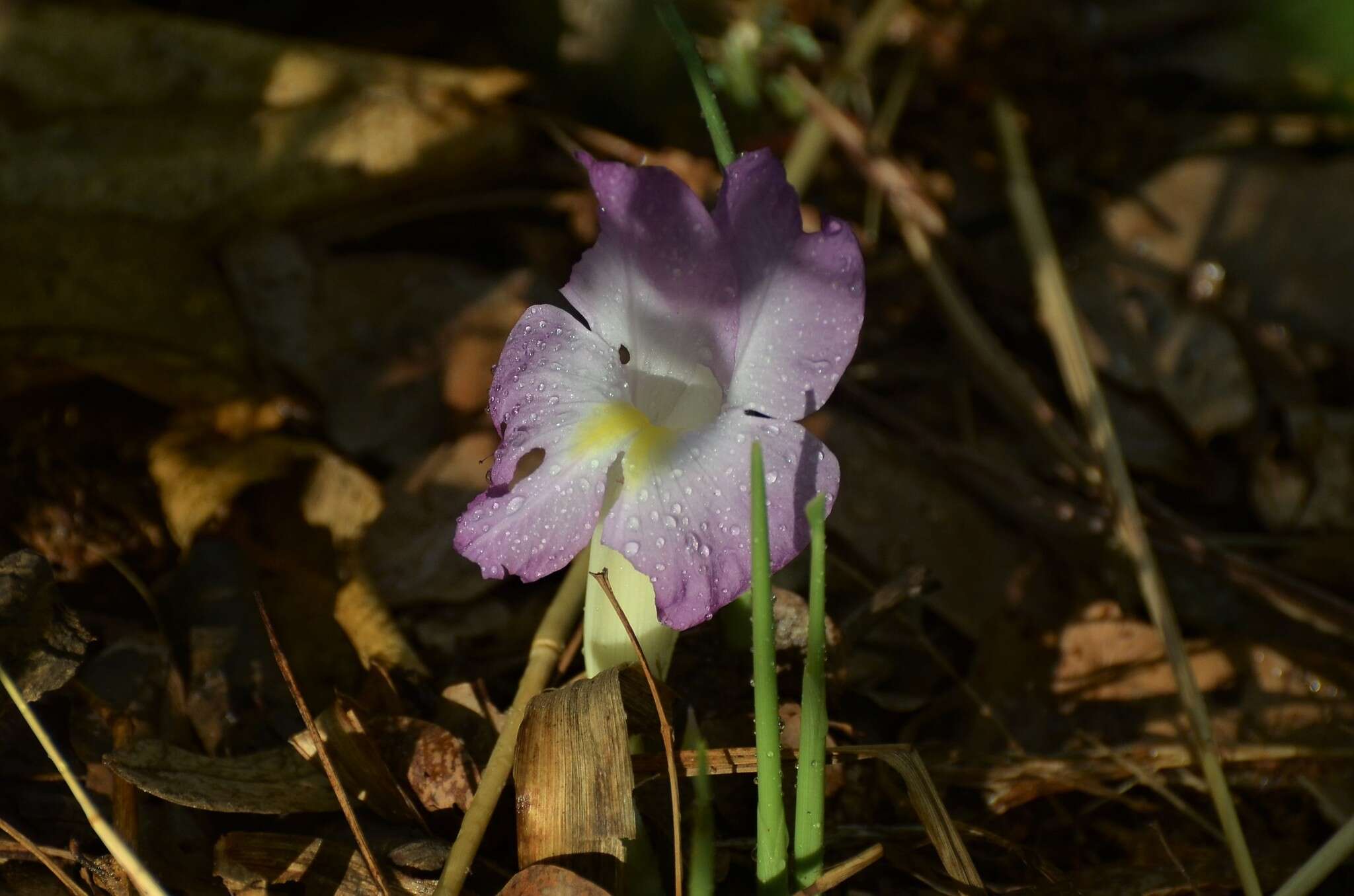 Image of Mauve ginger