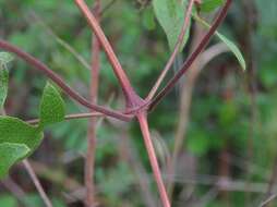 Image de Clematis reticulata Walt.