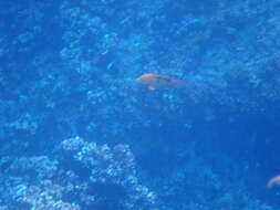 Image of Harlequin wrasse