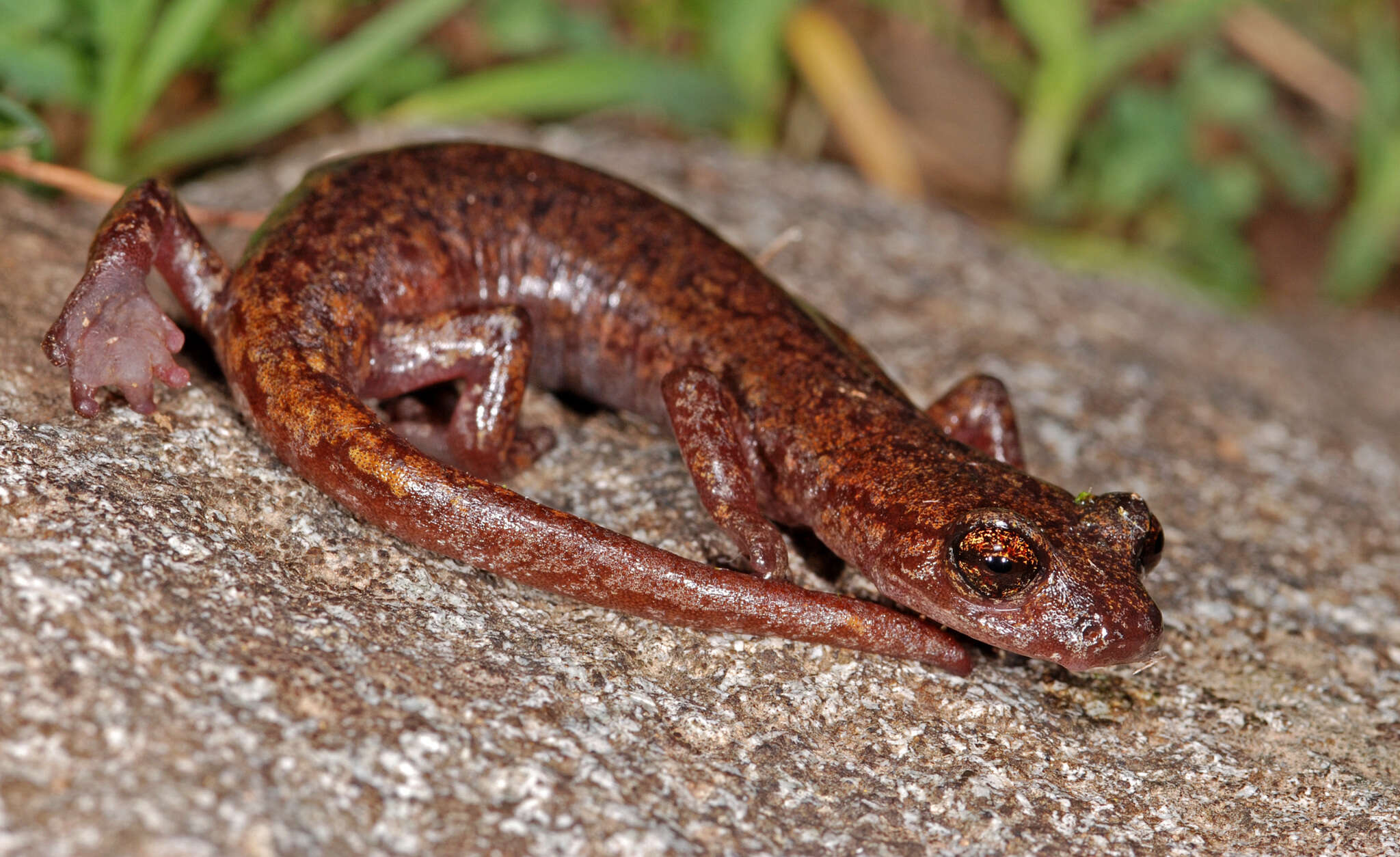 Image of Samwel Shasta Salamander