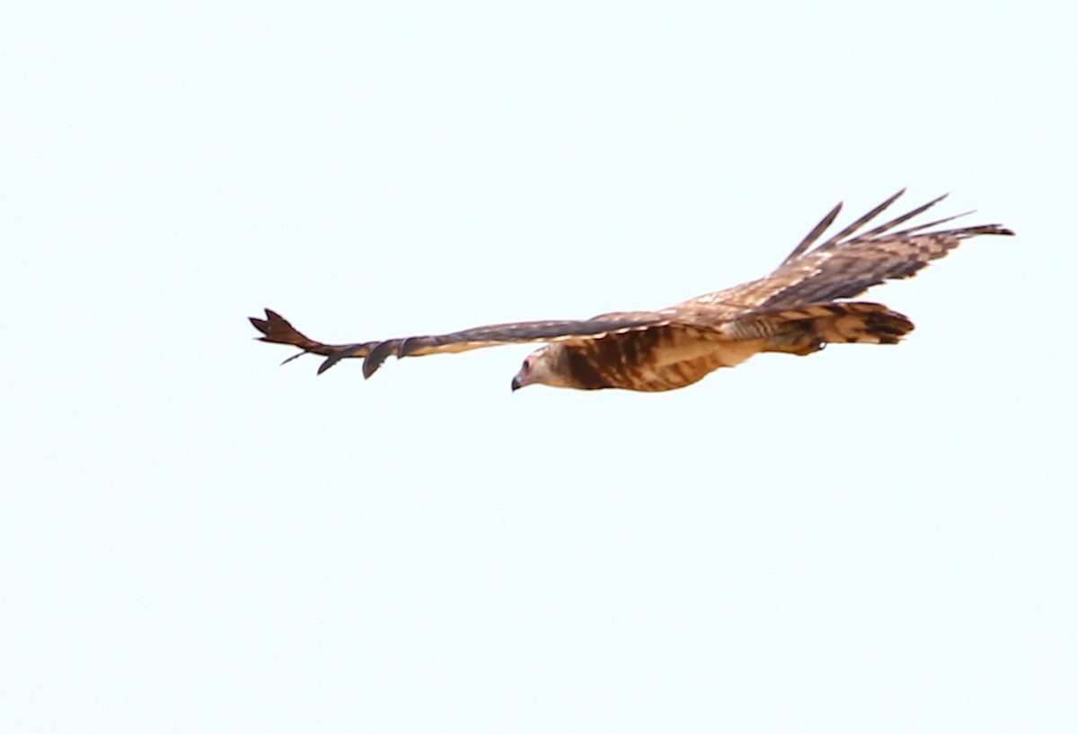 Image of Madagascan Harrier-Hawk