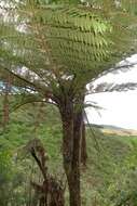 Image of Tree Fern Gully