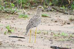 Image of Cape Thick-knee