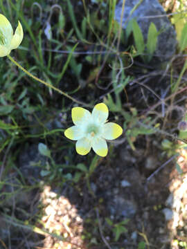 Image of Platystemon californicus Benth.