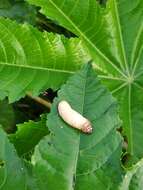 Image of Caterpillar slug