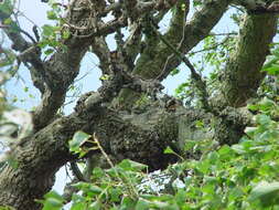 Image of Black Poplar