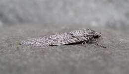 Image of Dull Flatbody Moth