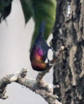 Image of Copper Sunbird