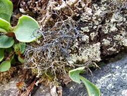 Image of witch's hair lichen