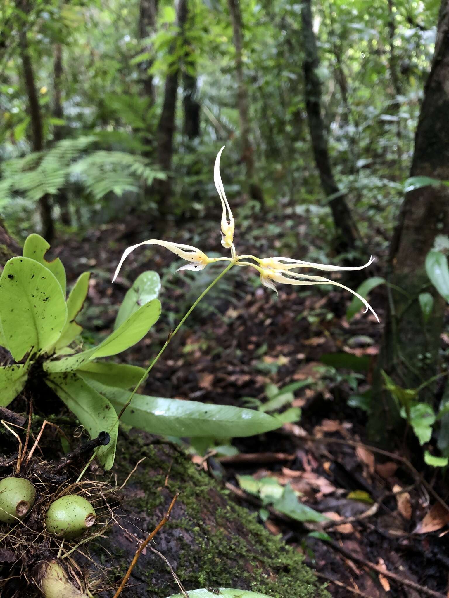 Image of Bulbophyllum macraei (Lindl.) Rchb. fil.