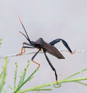 Слика од Acanthocephala thomasi