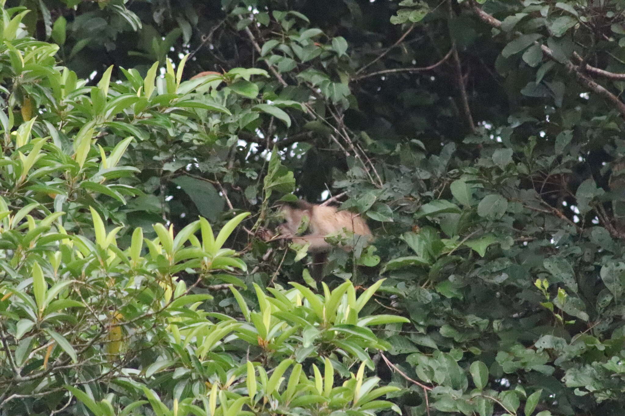 Image of Maranon white fronted capuchin