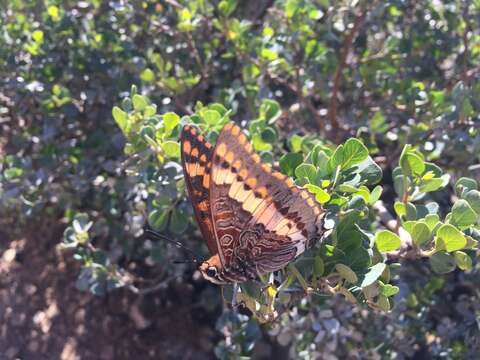 Imagem de Charaxes pelias