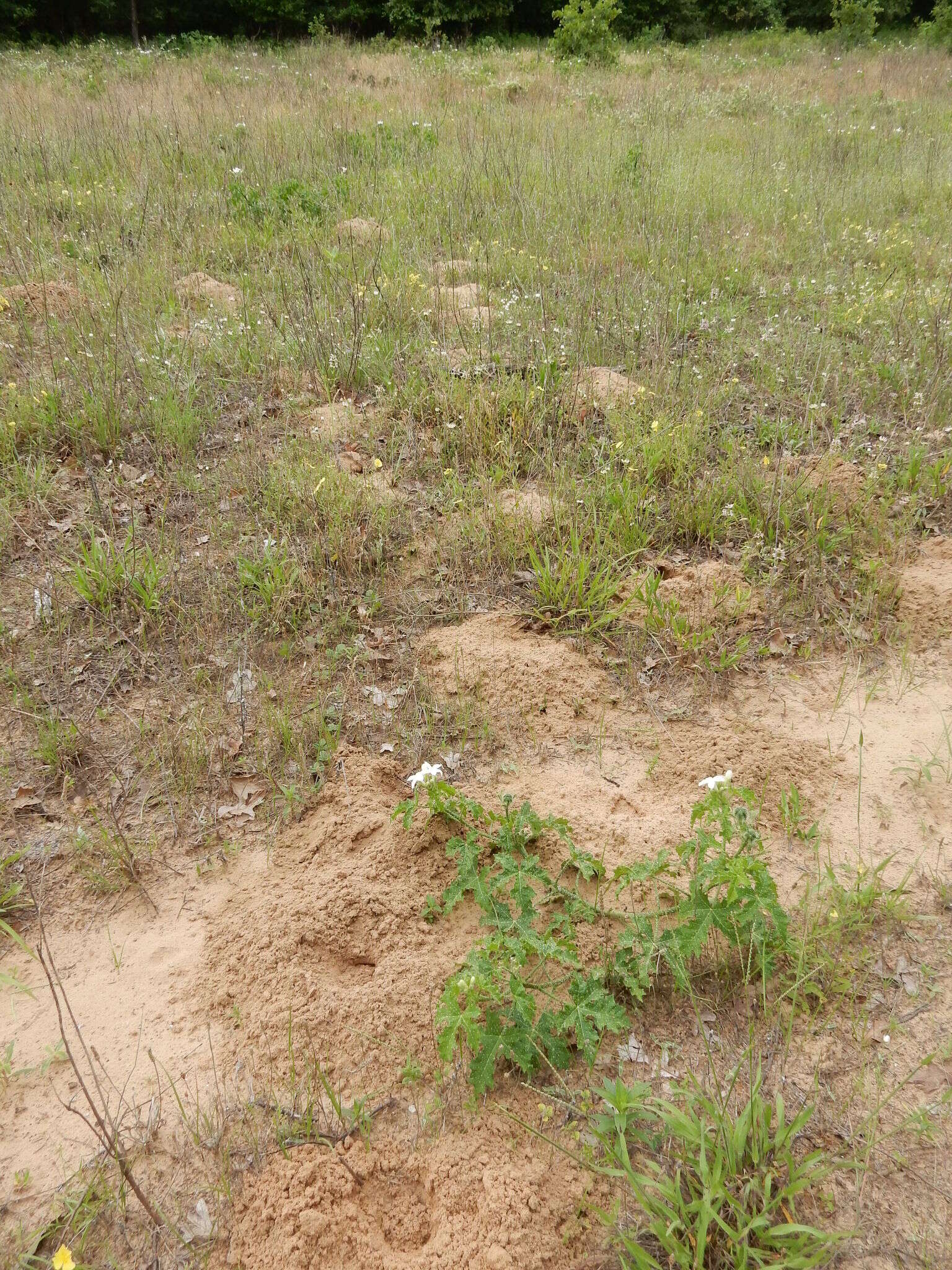 Image of Plains Pocket Gopher