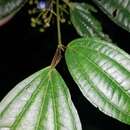 Image of Miconia rubescens (Triana) Gamba & Almeda