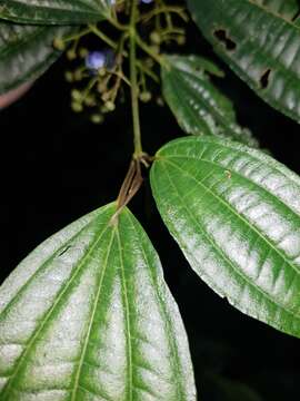 Sivun Miconia rubescens (Triana) Gamba & Almeda kuva