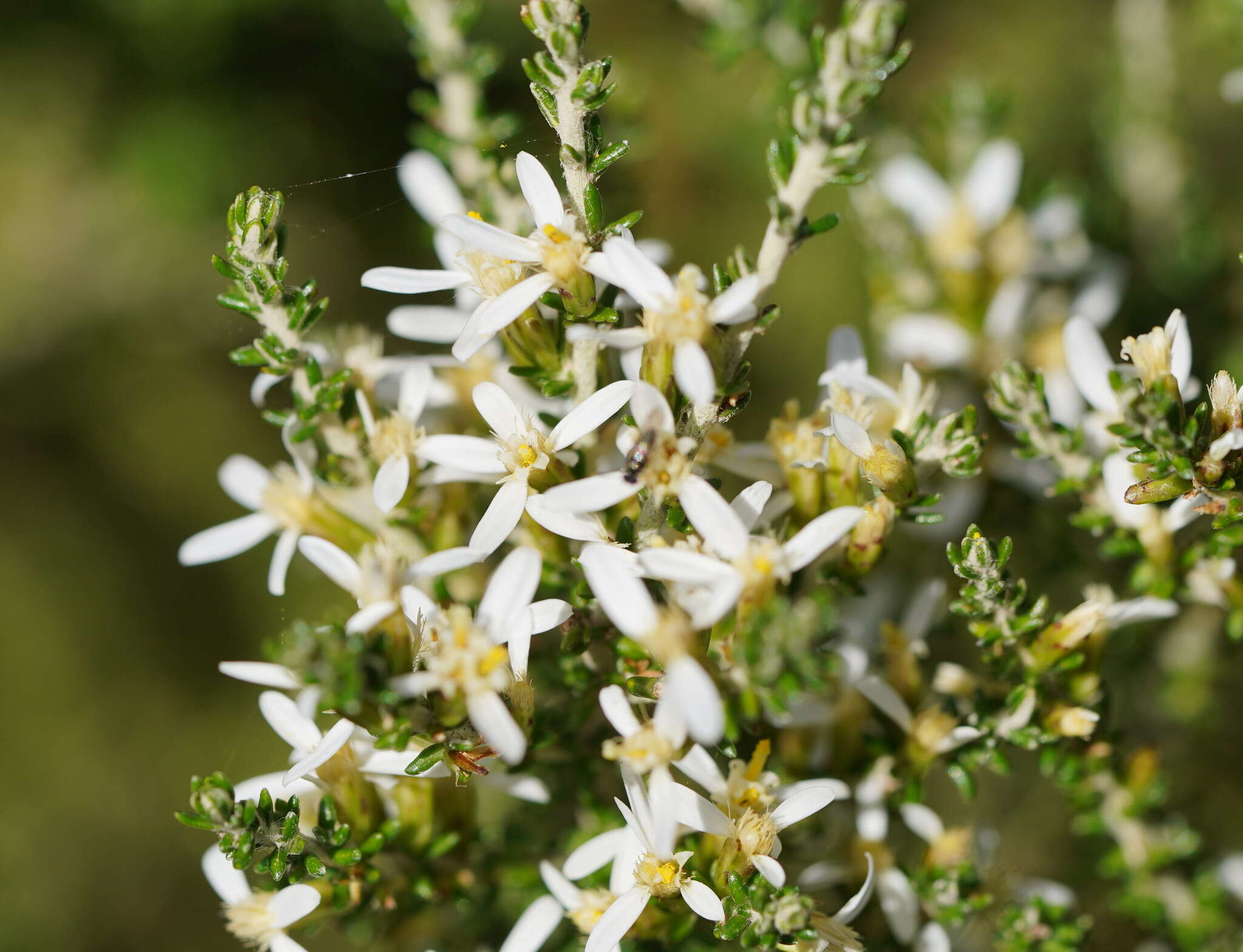 Image of Alpine Daisy-bush