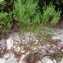 Image of Marcetia taxifolia (A. St.-Hil.) DC.