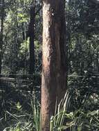 Image of Australian tallowwood