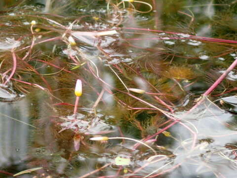 Image of Carolina fanwort