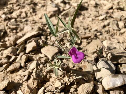 Image of Pinos Altos Mountain bean