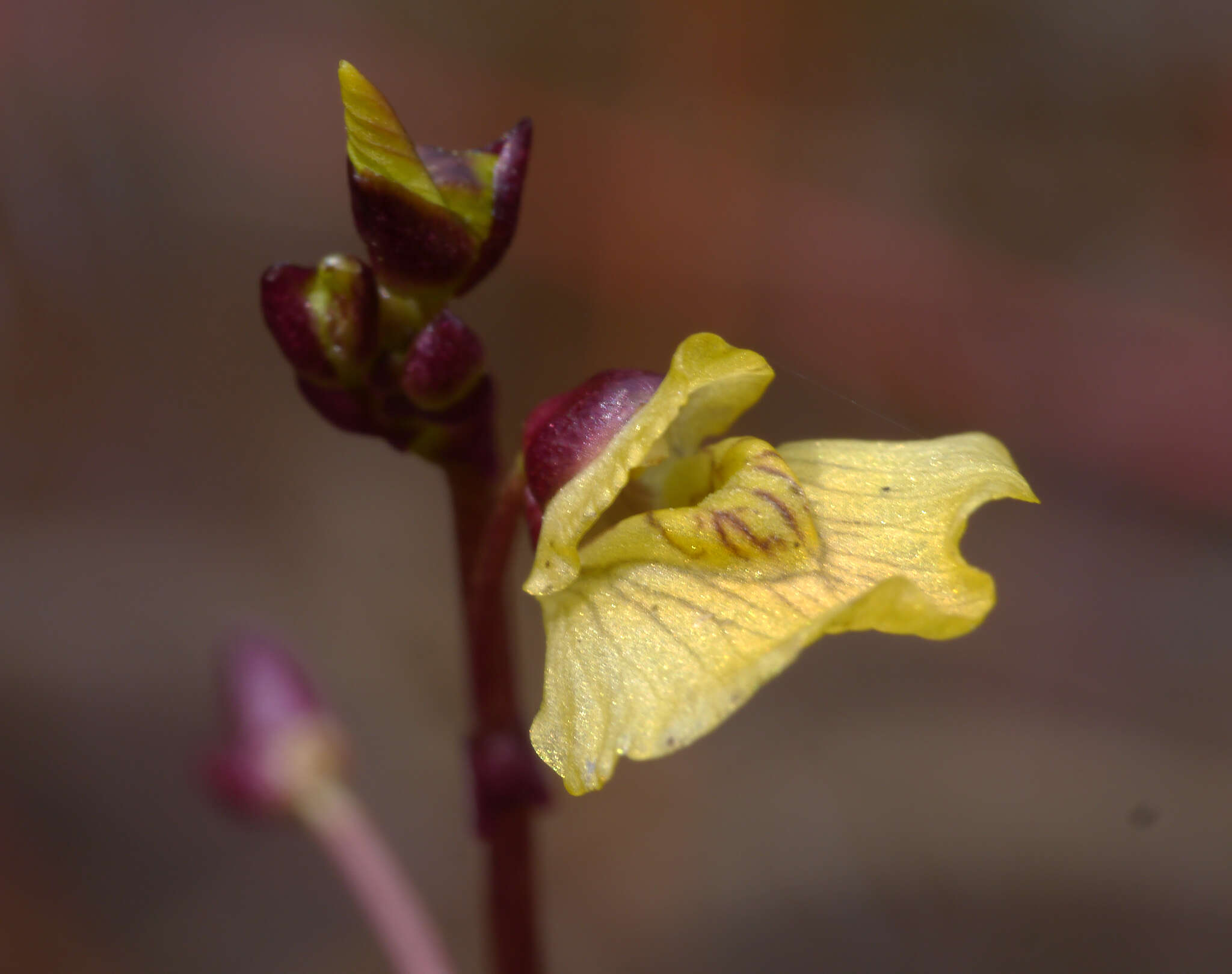 Imagem de Utricularia bremii Heer