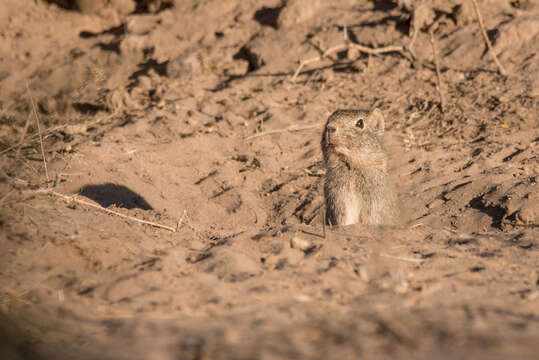 Image of common yellow-toothed cavy