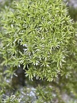 Image of eucladium moss