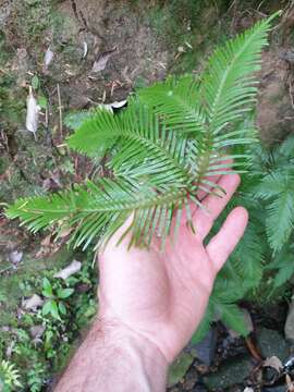 Sticherus flabellatus var. flabellatus的圖片