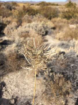 Слика од Thelypodium integrifolium subsp. complanatum Al-Shehbaz