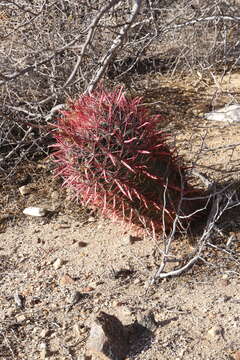 Image of Fire Barrel Cactus