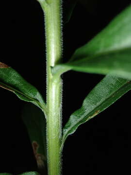 Image of Solidago altissima subsp. altissima