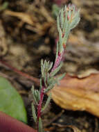 Слика од Camphorosma annua Pall.