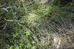 Amperea xiphoclada var. xiphoclada的圖片
