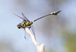 Imagem de Ictinogomphus australis (Selys 1873)