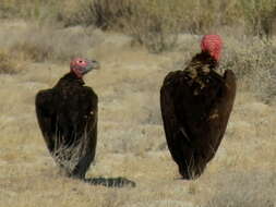 Image of Torgos tracheliotos tracheliotos (Forster & JR 1796)