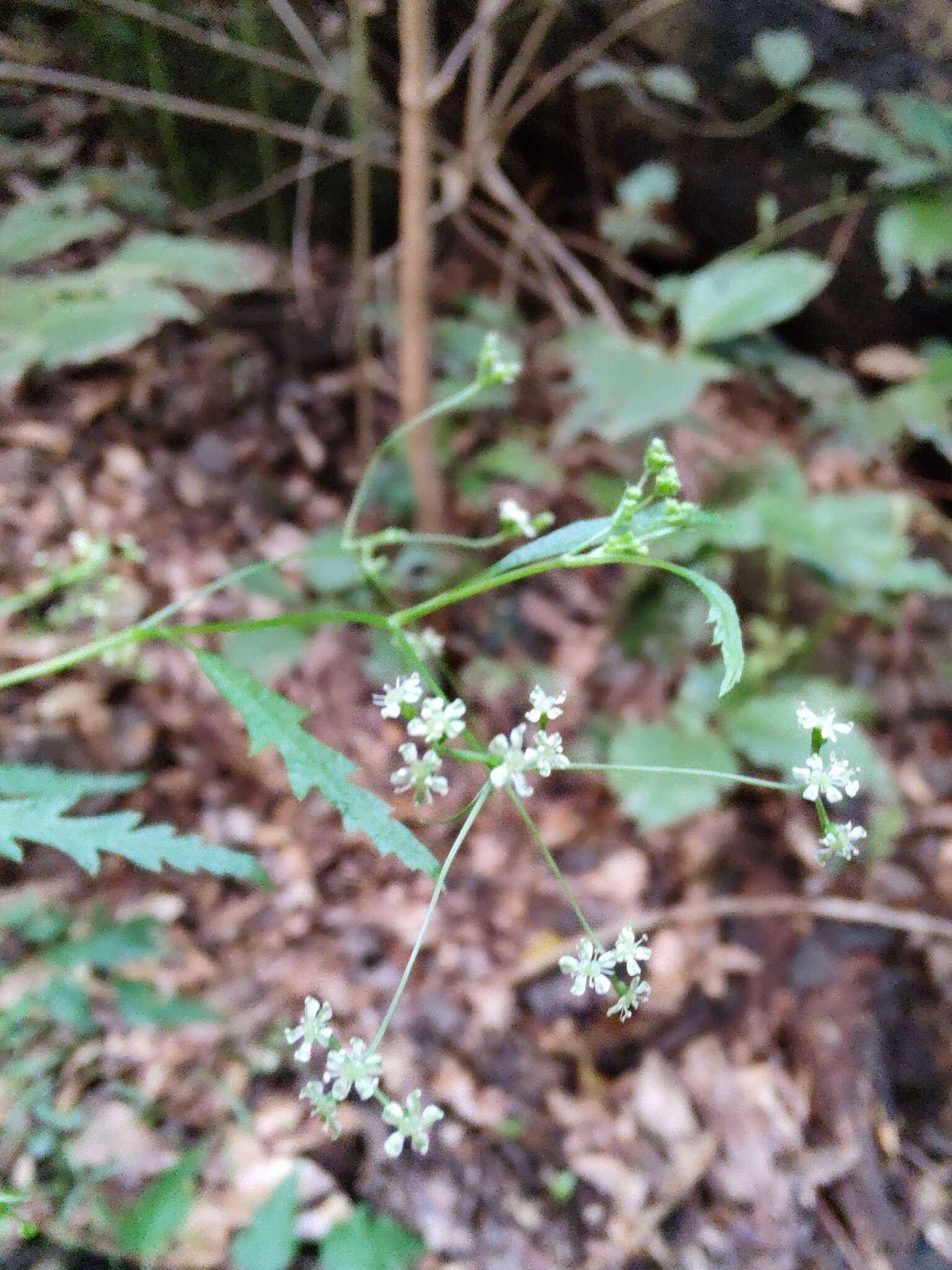 Слика од Daucus elegans (Webb ex Bolle) Spalik, Banasiak & Reduron