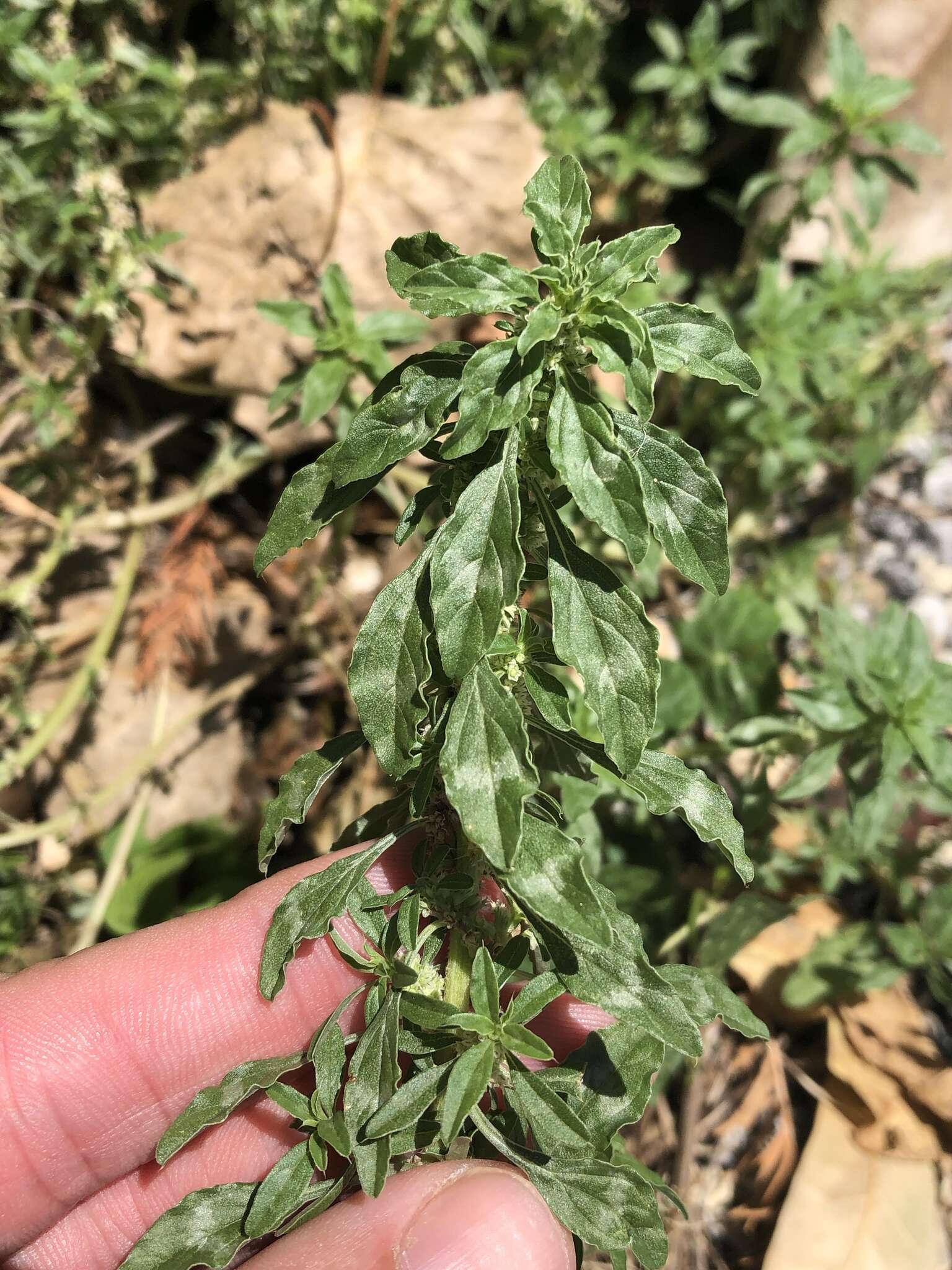 Imagem de Amaranthus polygonoides L.