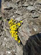 Image of Draba rigida Willd.