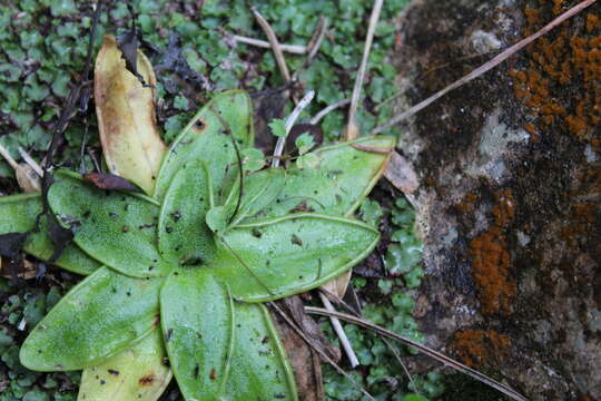 Image of Pinguicula dertosensis (Cañig.) G. Mateo Sanz & M. B. Crespo Villalba