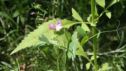 Image of wild pea