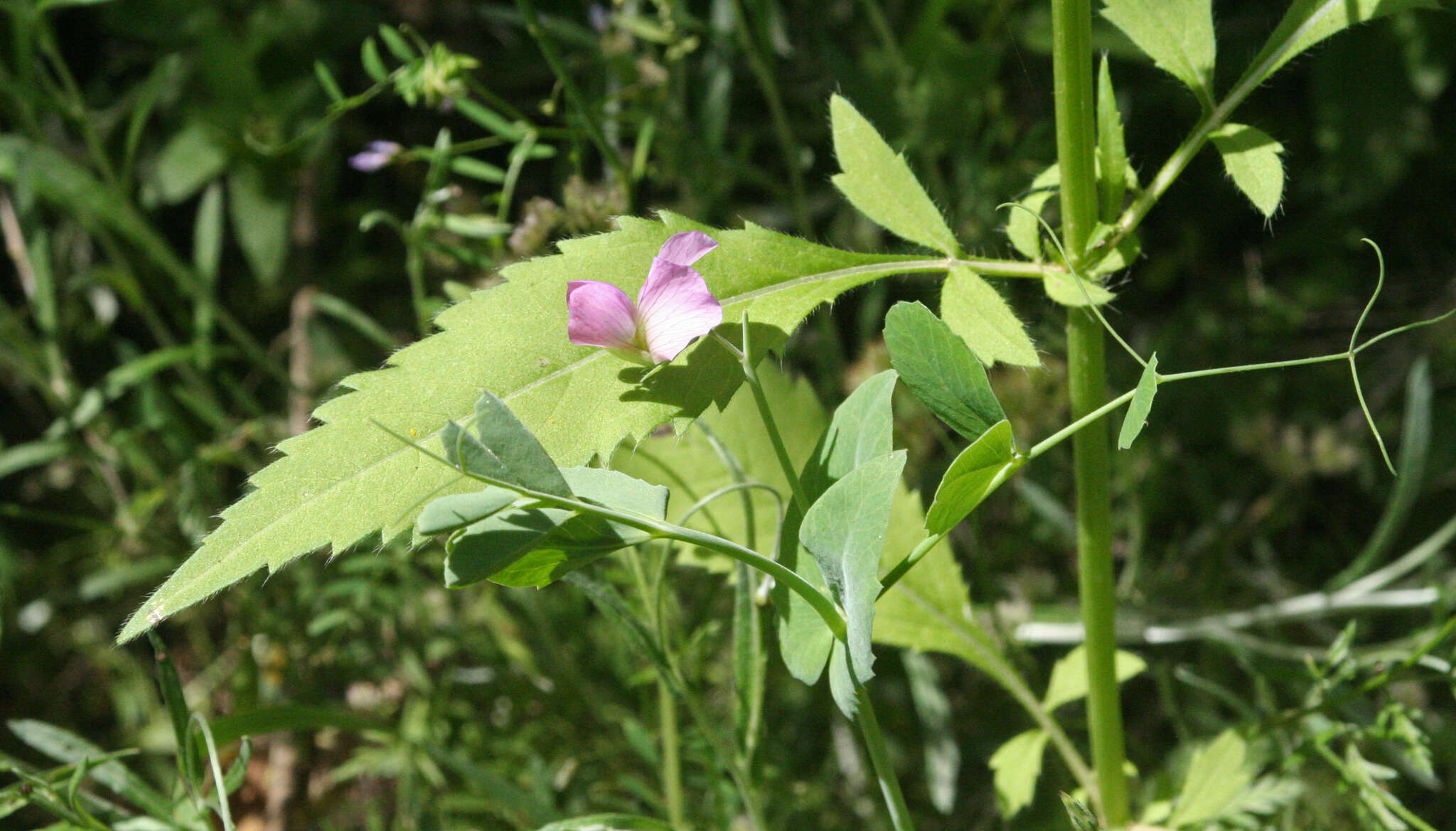 Image of wild pea