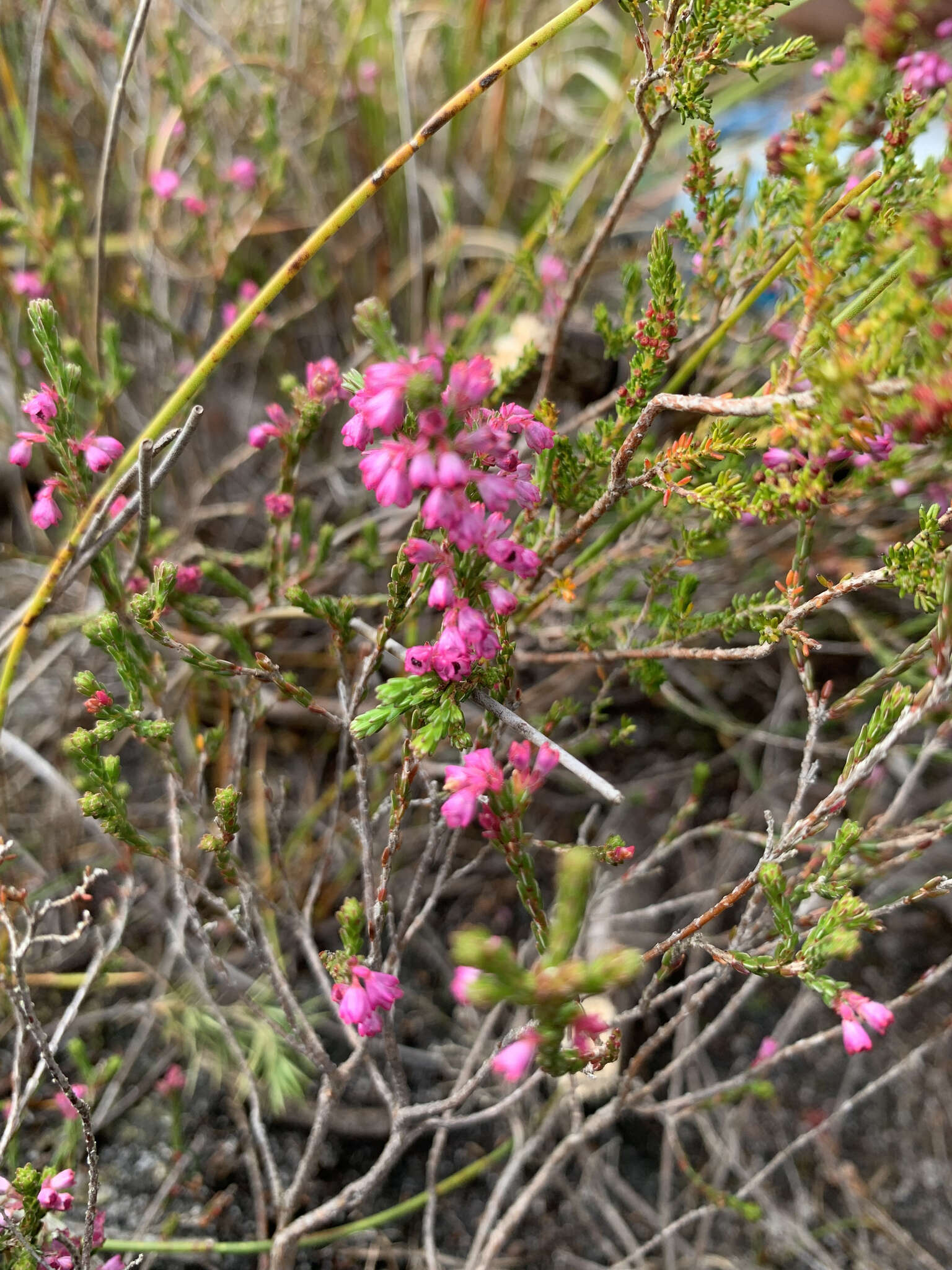 Image of Cud Heath