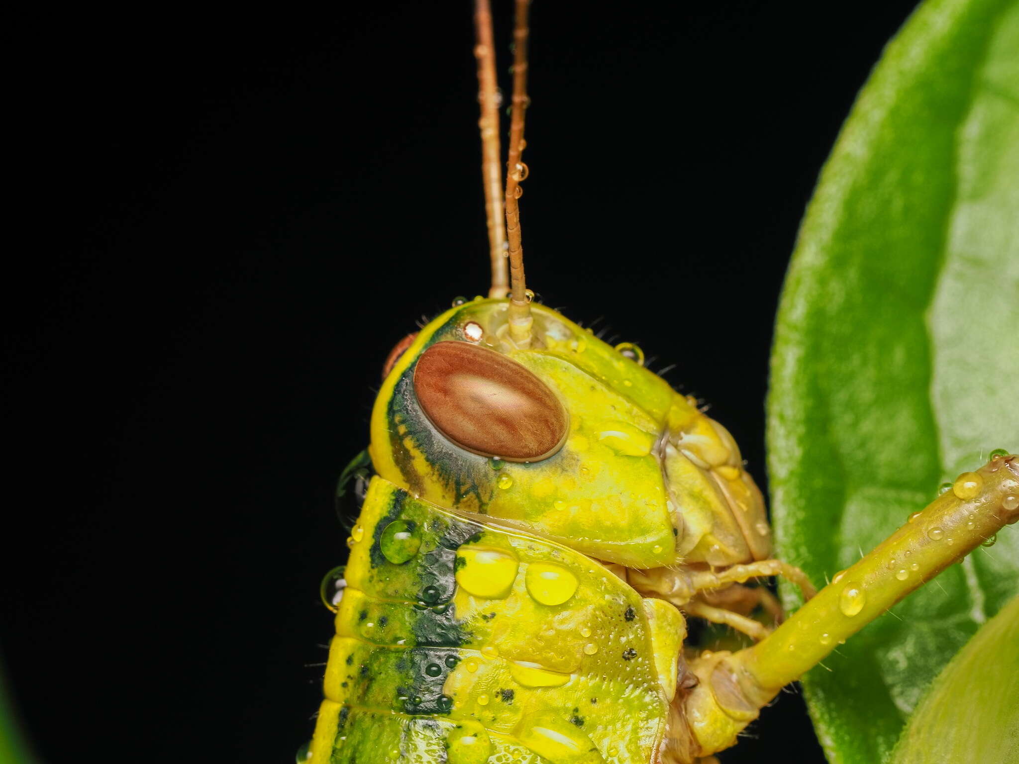 Image de Valanga nigricornis halmaherae Ramme 1941