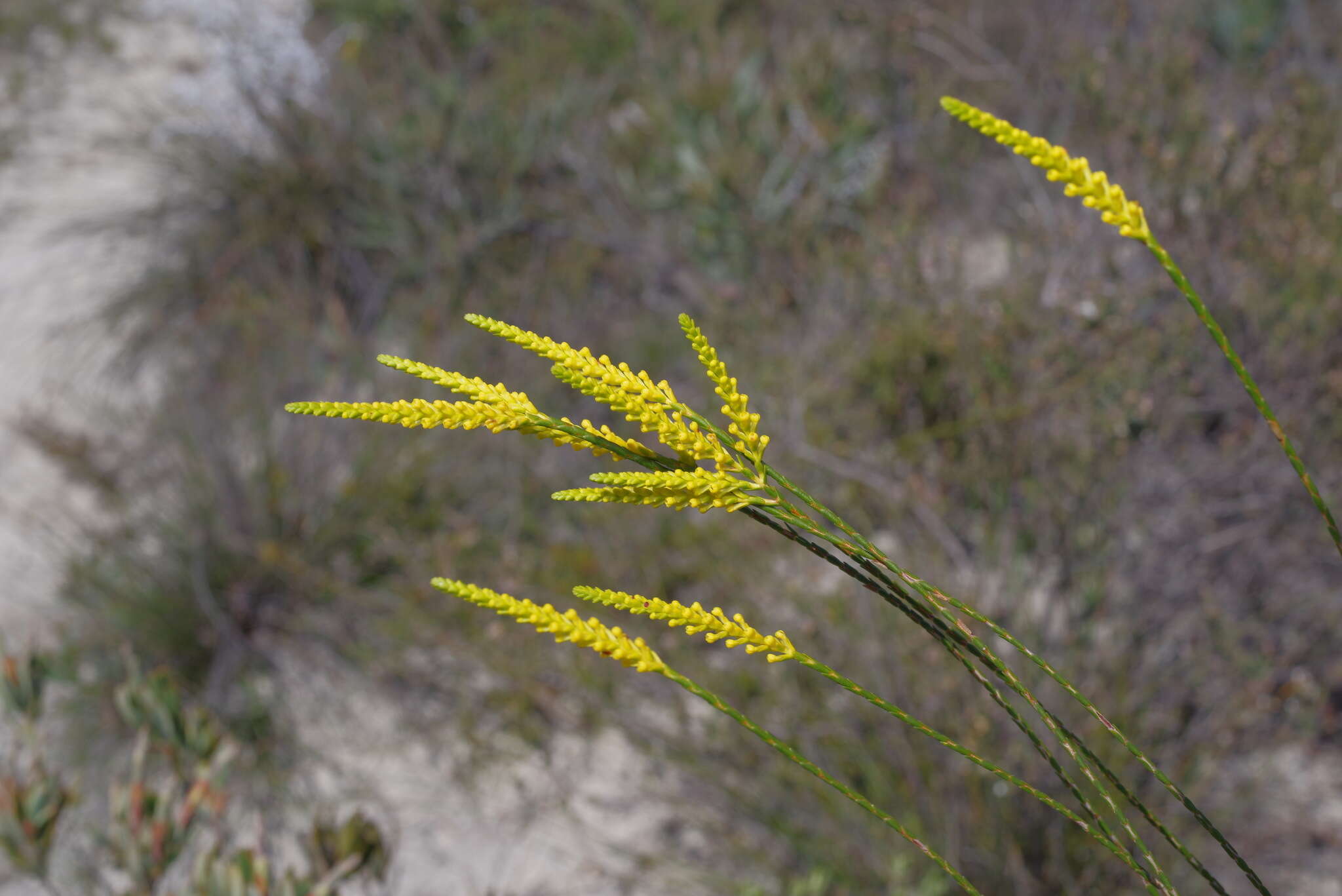 Sivun Corynanthera flava J. W. Green kuva