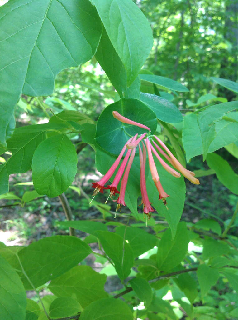 Image de Lonicera sempervirens L.